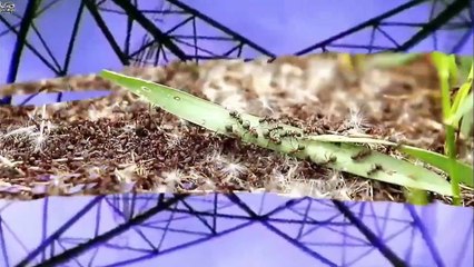 পৃথিবীর অন্যতম ভয়ংকর ও বিষাক্ত জীব পিঁপড়া! (অবিশ্বাস্য হলেও সত্যি) Dark Side of