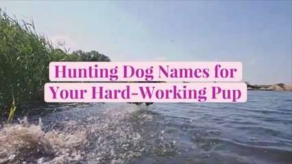 17 Hunting Dog Names for Your Hard-Working Pup