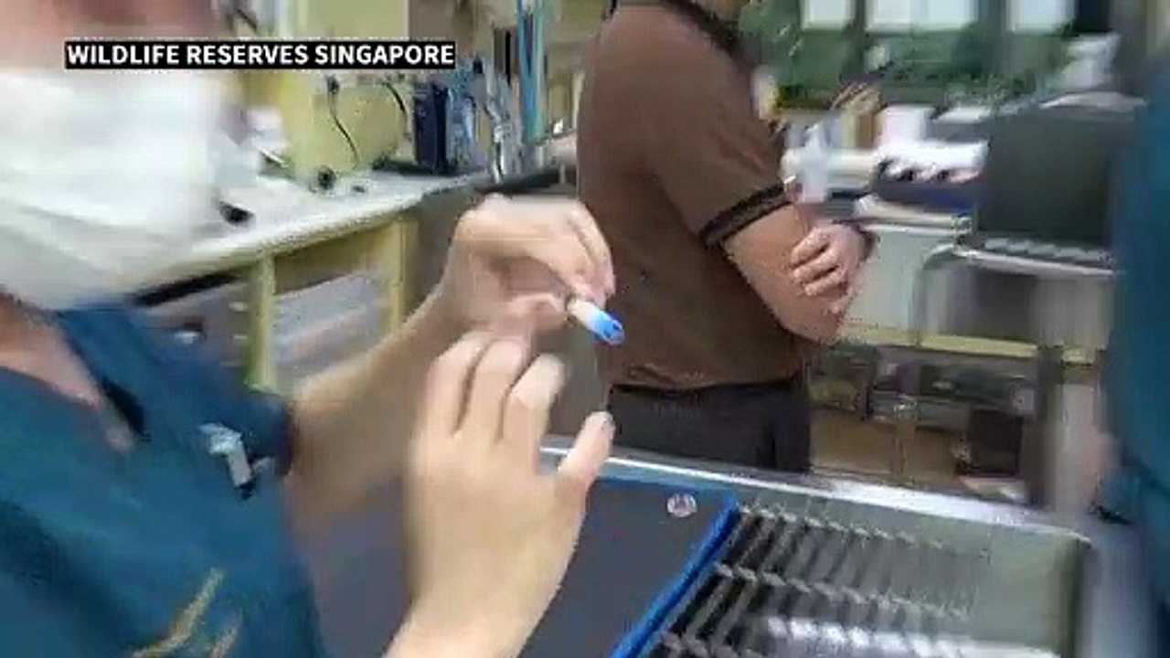 A Singapour, un panda est né au zoo par insémination artificielle