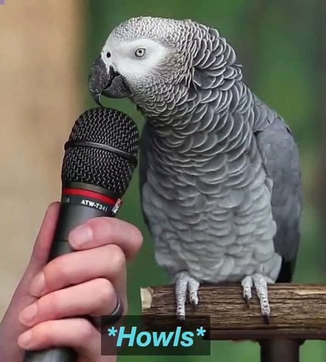 Parrot talk Funny