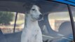 Deauville : les pompiers sauvent deux chiens enfermés dans une voiture
