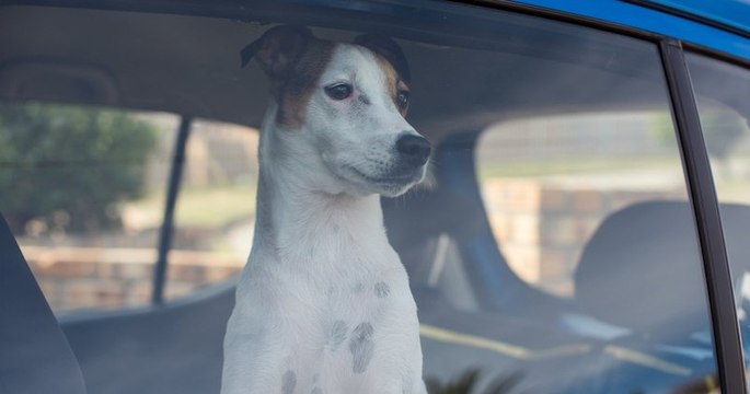 Deauville : les pompiers sauvent deux chiens enfermés dans une voiture