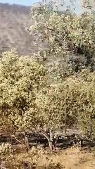 El fuego quema la ganadería de Justo Barba