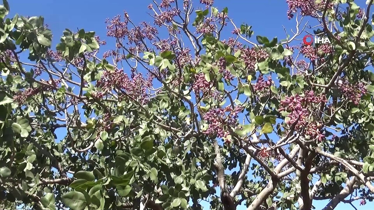 Kilis’te Antep fıstığı hasadı başladı