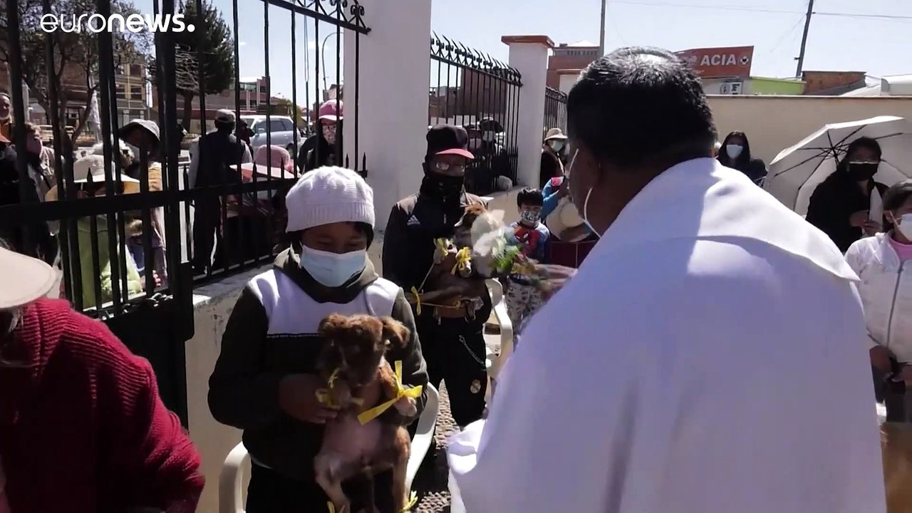 Bolivie : une messe en l'honneur de saint Roch, le saint patron des chiens