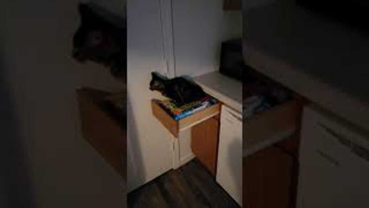 Ghost Drawer or Sneaky Kitty