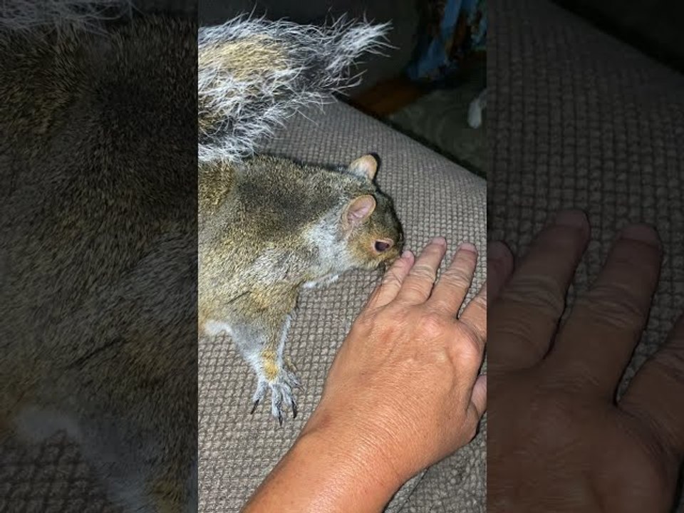 Pet Squirrel Loves Attention