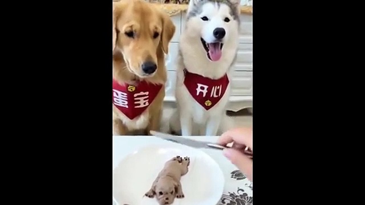 Funny animals
