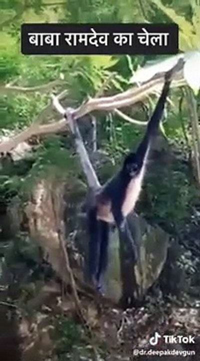 Monkey funny video tik tok