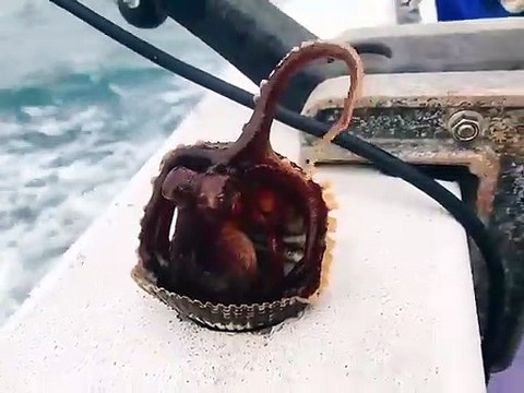 Regardez ce qui se cache dans ce coquillage... Intrus