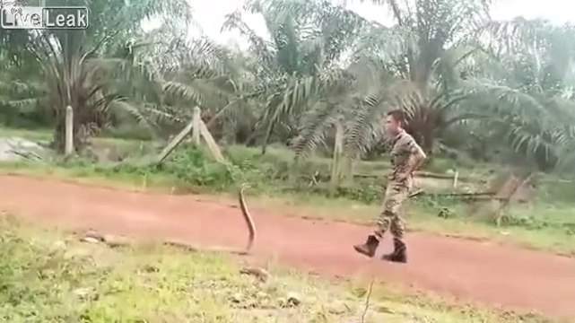 Il neutralise un Cobra royal à mains nues... courageux