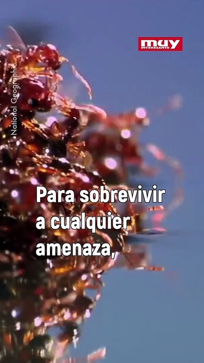 La asombrosa capacidad de las hormigas de fuego para crear estructuras con sus cuerpos  de Fuego