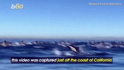 Check Out This Once in a Lifetime Dolphin ‘Stampede’ off the Coast of California