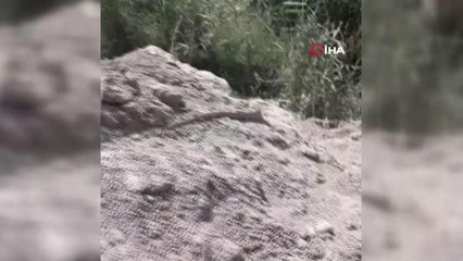 İş yerine giren yılan doğal ortamına bırakıldı