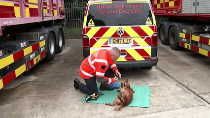 'Difficult dog' finds new life catching arsonists