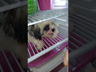 Chill Doggy Decides to Stay on Fridge Shelf