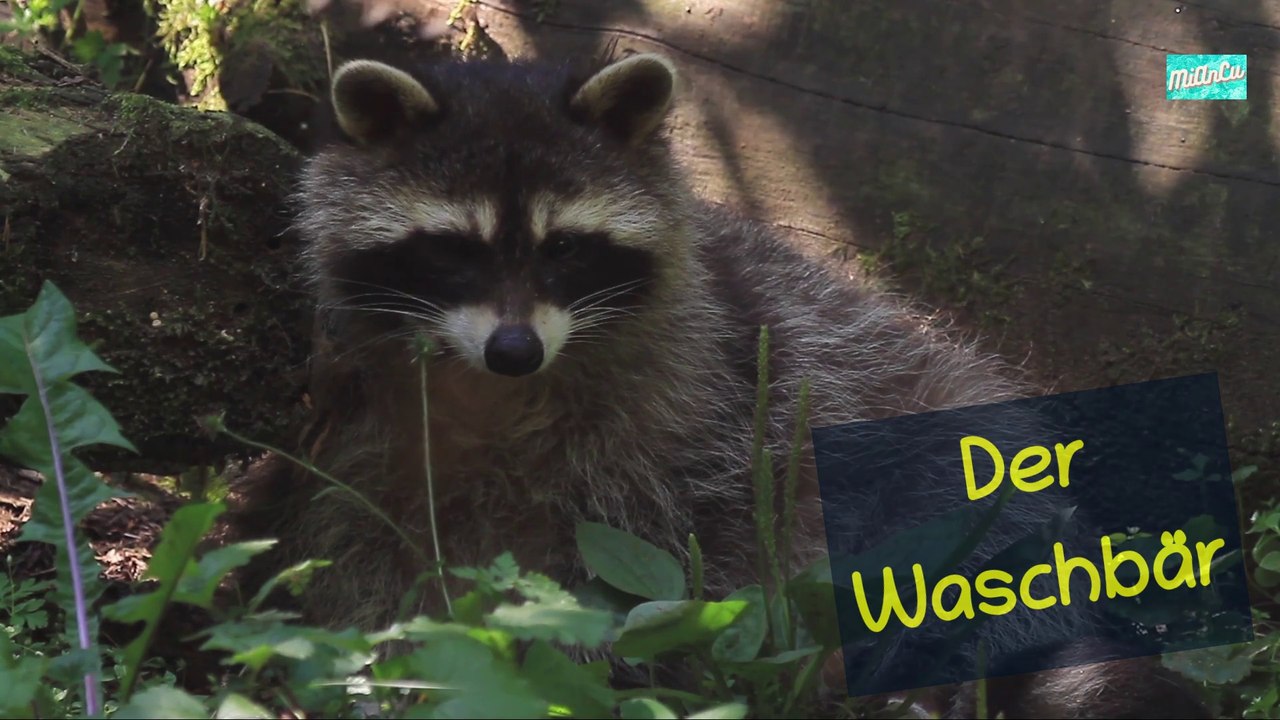 Der waschbär