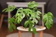 How to Care for a Mini Monstera — The Tiny Houseplant That's Taking Over Social Media