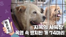[15초뉴스] '지옥의 사육장'...폭염 속 방치된 개 74마리 발견 / YTN