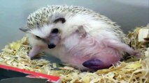 Funny Animals - Cute Porcupines #42 - Animals Video 2021