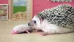 Funny Animals - Cute Porcupines #44 - Animals Video 2021