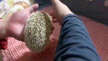 Funny Animals - Cute Porcupines #49 - Animals Video 2021