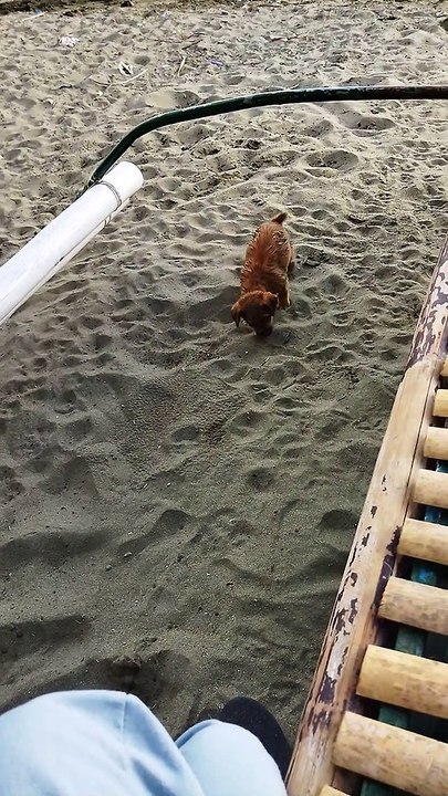 bolki