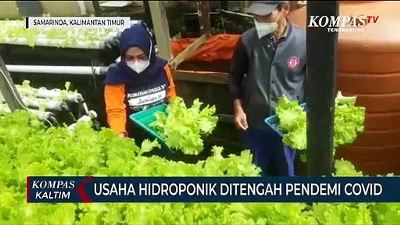 Usaha Hidroponik Ditengah Pandemi Covid-19