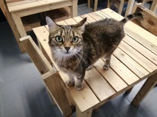 Un bar à chats à Andenne !