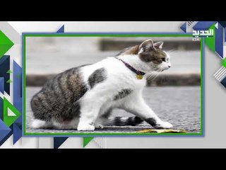 القط لاري موظف في الحكومة البريطانية منذ 10 سنوات... تعرفوا إليه