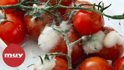 Se acabó lo de quitar solo la parte con moho de los alimentos