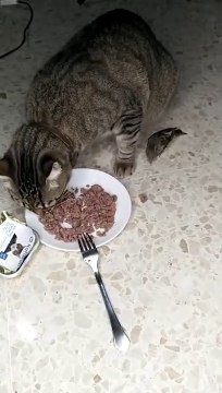 The sparrow controls that the cat does not eat too much