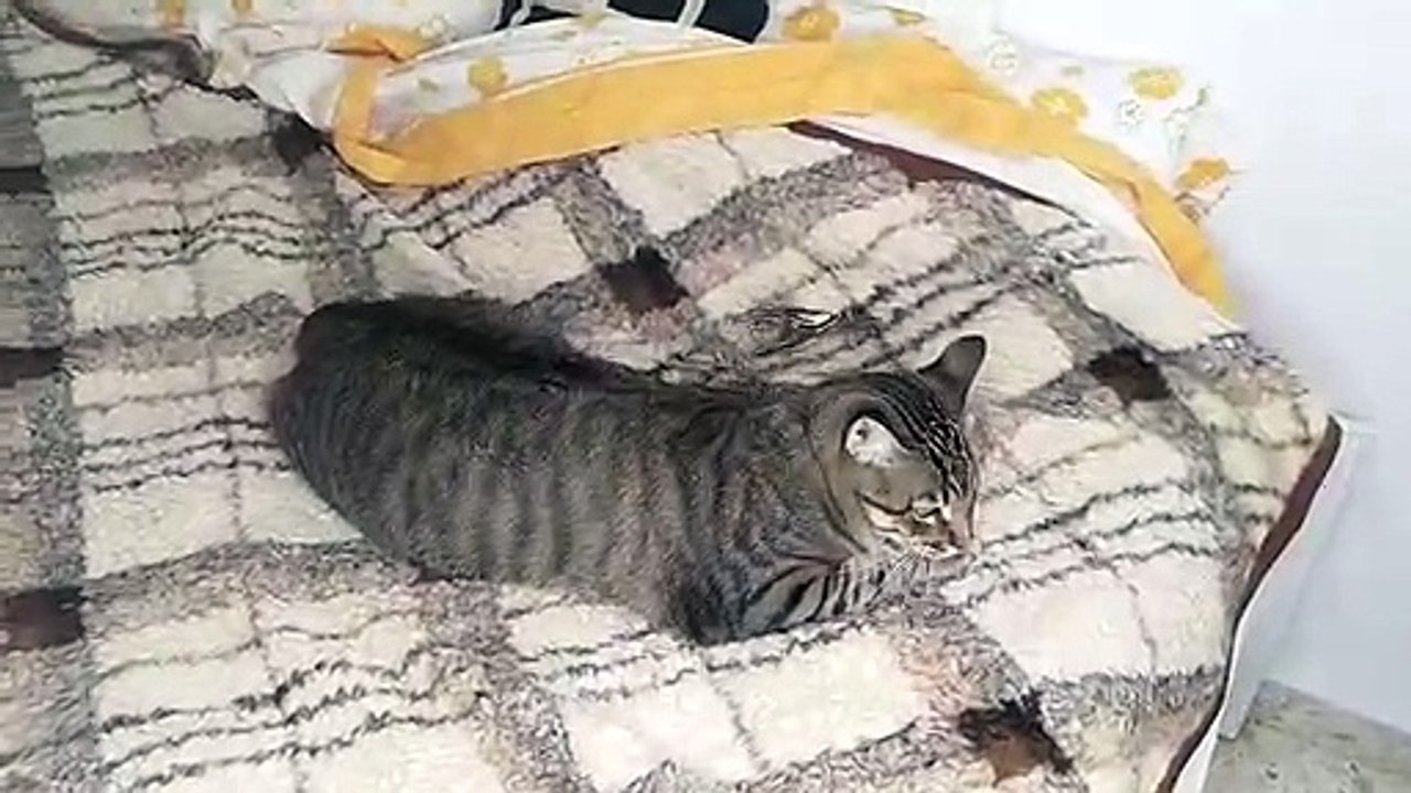 Cat and sparrow