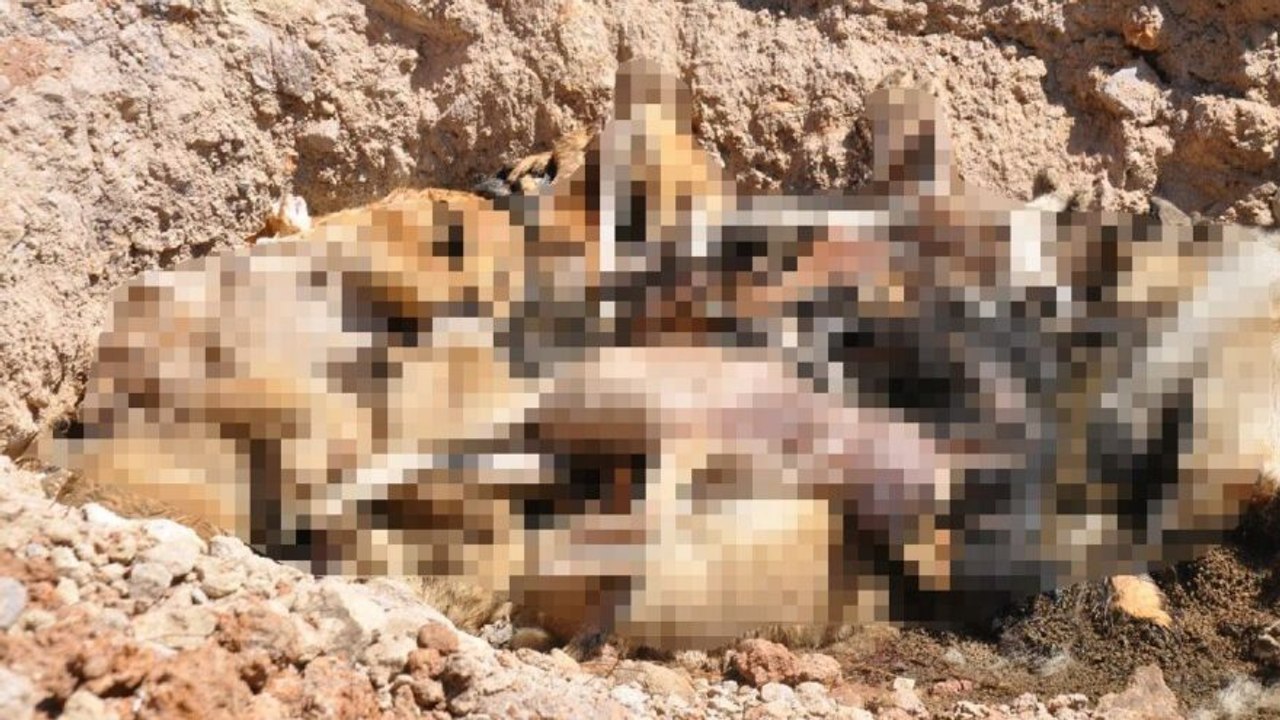 Telef olmuş onlarca kedi ve köpek toplu mezara koyuldu