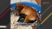 After losing her babies, mama dog adopts orphaned puppies