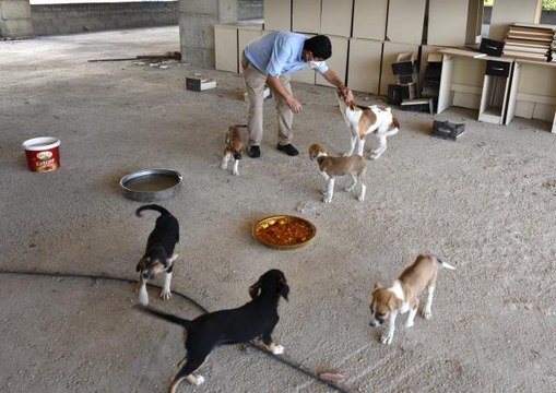 Son dakika haber | GAZİANTEP - Kastamonu'daki selden kurtarılan 12 yavru köpeği sahiplendirilmek üzere Gaziantep'e götürdü
