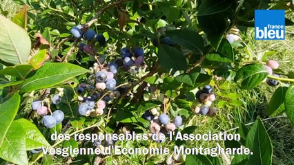 C'est si bon le bluet des Vosges