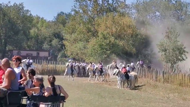 Fête de Vauvert : tri de la manade Aubanel pour la longue