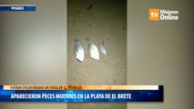 Aparecieron Peces Muertos en la Playa de El Brete