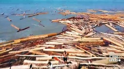 Sinop sahili tomruklarla kaplandı