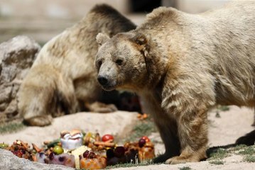 Kayseri Hayvanat Bahçesinin sakinlerinden boz ayılar, sıcakta buzlu meyve kokteylleriyle ferahlıyor