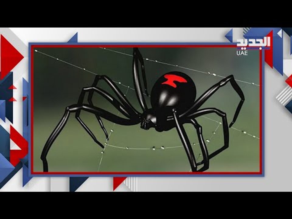 رعب في الامارات بعد وصول كائن  مخيف من استراليا الى دبي .. ما قصته و اليكم كيف تتصرفون ان تعرض لكم!