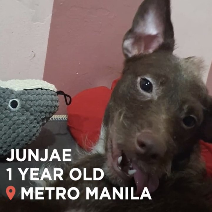 Meet Junjae, a most extraordinary dog