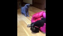 Funny and Cute German Shepherd Puppies Compilation #01 - Funniest GSD