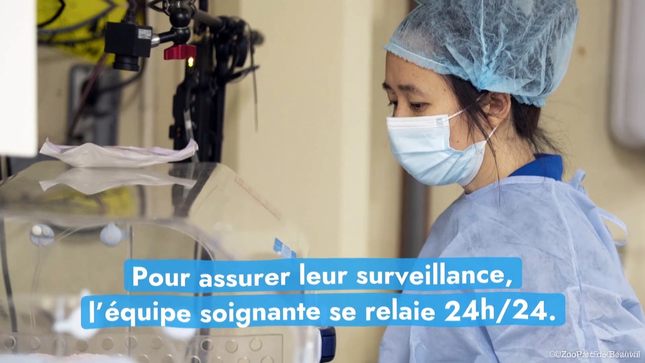 Deux semaines après leur naissance, que deviennent les bébés pandas du zoo de Beauval ?