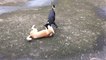 Dog vs doggi fighting, Dog fighting