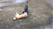 Dog vs doggi fighting, Dog fighting