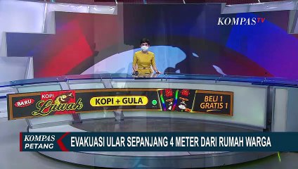 Heboh! Ular Sepanjang 4 Meter Ditemukan di Atap Rumah Warga