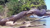 Vídeo de ‘anaconda brasileira’ tomando sol roda o mundo; assista