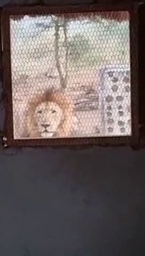 Il se fait réveiller par un lion posté devant chez lui